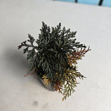 Load image into Gallery viewer, #161 Selaginella Erythropus - Red Club Moss