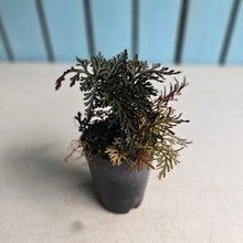 Load image into Gallery viewer, #161 Selaginella Erythropus - Red Club Moss
