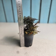 Load image into Gallery viewer, #161 Selaginella Erythropus - Red Club Moss