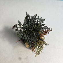 Load image into Gallery viewer, #161 Selaginella Erythropus - Red Club Moss
