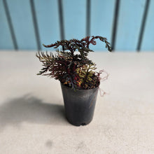 Load image into Gallery viewer, #161 Selaginella Erythropus - Red Club Moss