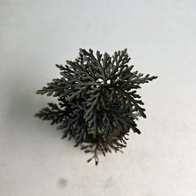 Load image into Gallery viewer, #P56 Selaginella Erythropus - Red Club Moss