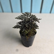 Load image into Gallery viewer, #P56 Selaginella Erythropus - Red Club Moss