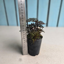 Load image into Gallery viewer, #P56 Selaginella Erythropus - Red Club Moss