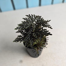 Load image into Gallery viewer, #P56 Selaginella Erythropus - Red Club Moss
