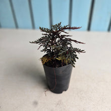 Load image into Gallery viewer, #P56 Selaginella Erythropus - Red Club Moss