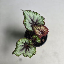 Load image into Gallery viewer, #W11 Begonia Unknown
