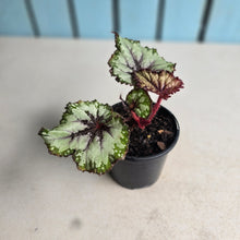 Load image into Gallery viewer, #W11 Begonia Unknown