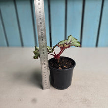 Load image into Gallery viewer, #W11 Begonia Unknown