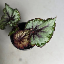 Load image into Gallery viewer, #W11 Begonia Unknown