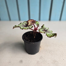 Load image into Gallery viewer, #W11 Begonia Unknown