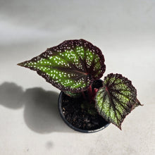 Load image into Gallery viewer, #B73 Begonia Unknown