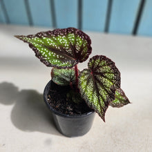 Load image into Gallery viewer, #B73 Begonia Unknown