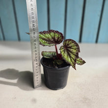 Load image into Gallery viewer, #B73 Begonia Unknown