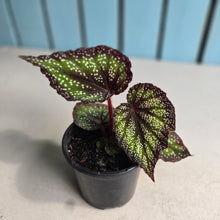 Load image into Gallery viewer, #B73 Begonia Unknown