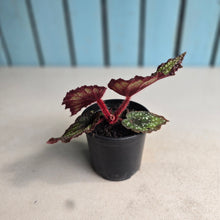 Load image into Gallery viewer, #B73 Begonia Unknown