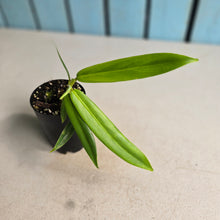 Load image into Gallery viewer, #70 Philodendron Bonifaziae