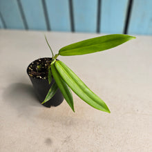 Load image into Gallery viewer, #70 Philodendron Bonifaziae