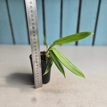 Load image into Gallery viewer, #70 Philodendron Bonifaziae
