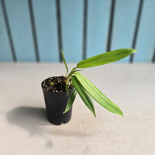 Load image into Gallery viewer, #70 Philodendron Bonifaziae