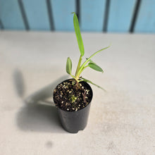 Load image into Gallery viewer, #70 Philodendron Bonifaziae