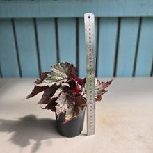 Load image into Gallery viewer, #B102 Begonia Unknown