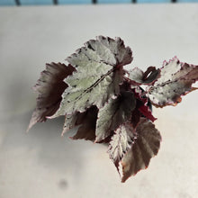Load image into Gallery viewer, #B102 Begonia Unknown