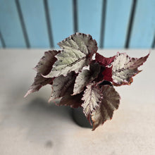 Load image into Gallery viewer, #B102 Begonia Unknown