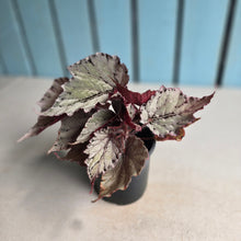 Load image into Gallery viewer, #B102 Begonia Unknown