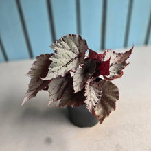 Load image into Gallery viewer, #B102 Begonia Unknown