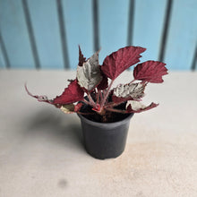 Load image into Gallery viewer, #B102 Begonia Unknown