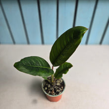 Load image into Gallery viewer, #M95 Rhodospatha Moritziana