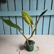 Load image into Gallery viewer, #710 Philodendron Subhastatum