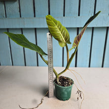 Load image into Gallery viewer, #710 Philodendron Subhastatum