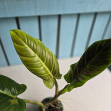 Load image into Gallery viewer, #710 Philodendron Subhastatum