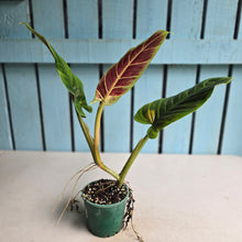 Load image into Gallery viewer, #710 Philodendron Subhastatum