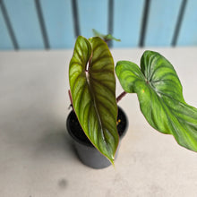 Load image into Gallery viewer, #B82 Philodendron Plowmanii
