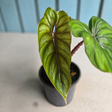 Load image into Gallery viewer, #B82 Philodendron Plowmanii