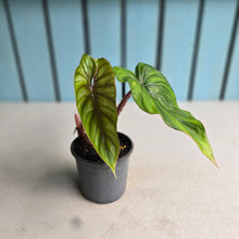 Load image into Gallery viewer, #B82 Philodendron Plowmanii