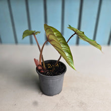Load image into Gallery viewer, #B82 Philodendron Plowmanii
