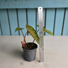 Load image into Gallery viewer, #B82 Philodendron Plowmanii