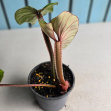 Load image into Gallery viewer, #B82 Philodendron Plowmanii