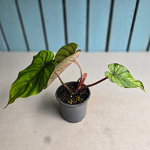 Load image into Gallery viewer, #B82 Philodendron Plowmanii