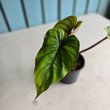Load image into Gallery viewer, #B82 Philodendron Plowmanii