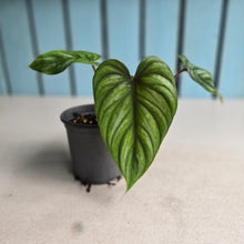 Load image into Gallery viewer, #283 Philodendron Plowmanii