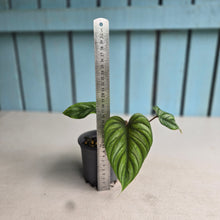Load image into Gallery viewer, #283 Philodendron Plowmanii