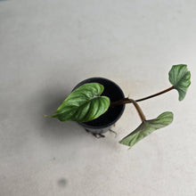 Load image into Gallery viewer, #283 Philodendron Plowmanii