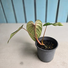 Load image into Gallery viewer, #283 Philodendron Plowmanii