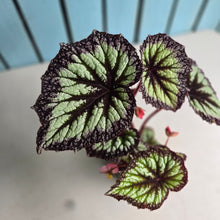 Load image into Gallery viewer, #P4 Begonia Fireworks