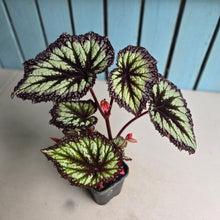 Load image into Gallery viewer, #P4 Begonia Fireworks